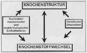 Knochenstruktur Diagramm